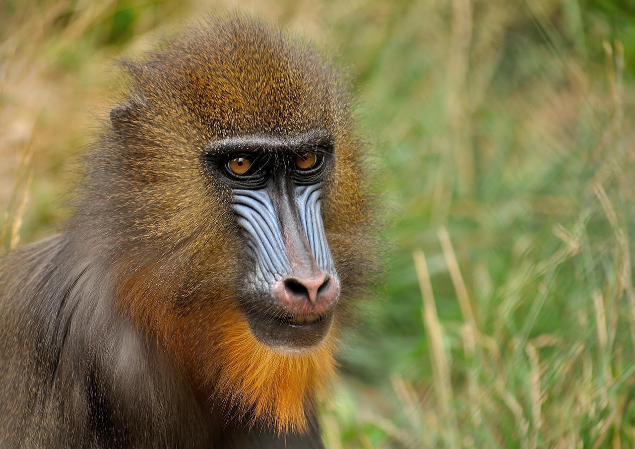 The Mystical Rituals of Thailand's Monkey Buffet Festival